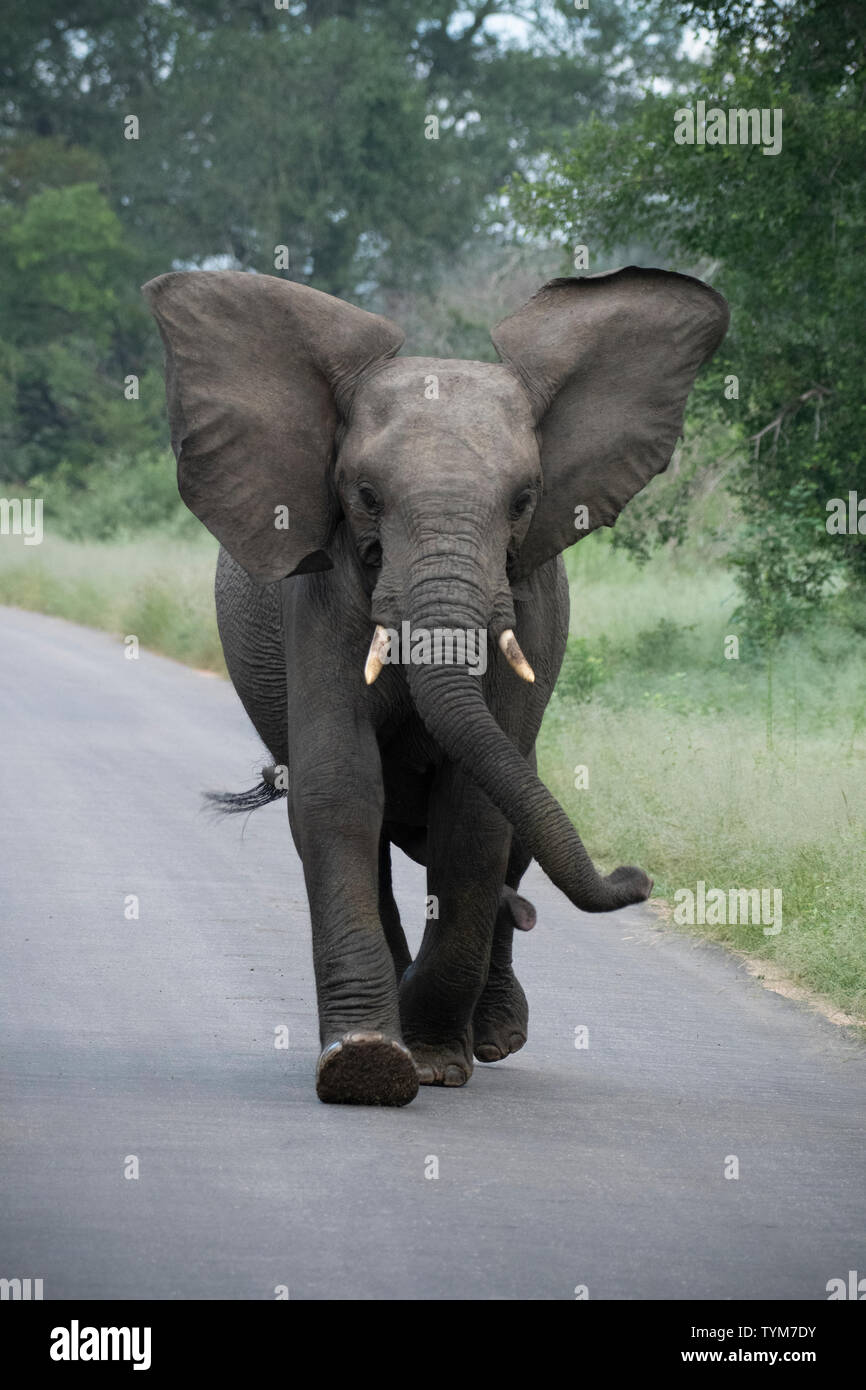 Afrique ; Afrique du Sud ; le nord-est de l'Afrique ;, Kruger National Park, jeune taureau attaque Banque D'Images