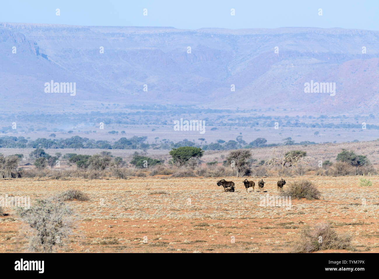 Le Gnou bleu sur la savane aride de la Namibie. Banque D'Images