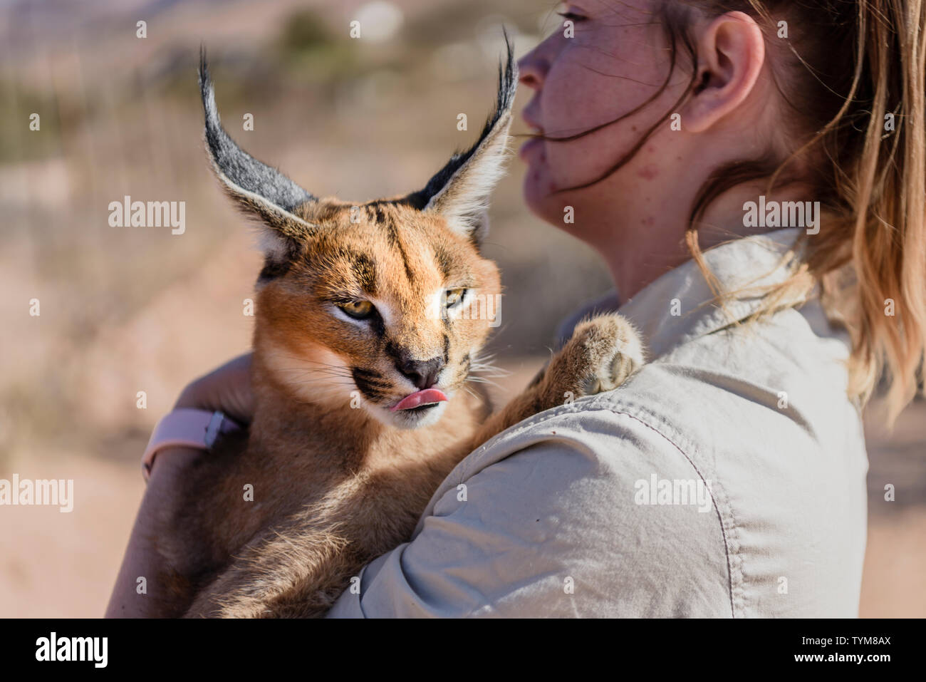 La tenue d'un garde-chasse homme cultivé caracal chat sauvage. Banque D'Images