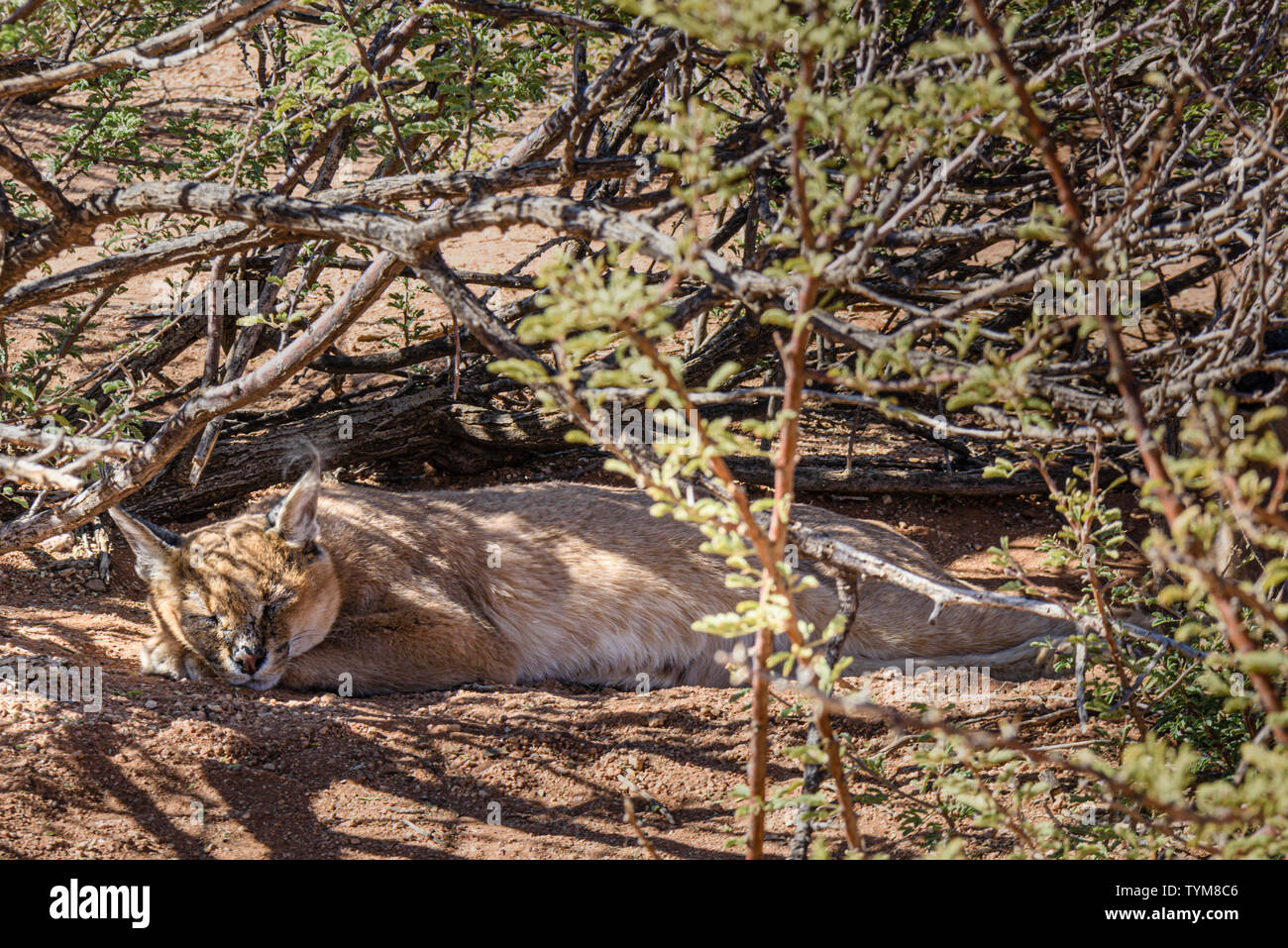 Caracal cat sleeping sous un buisson en Namibie Banque D'Images