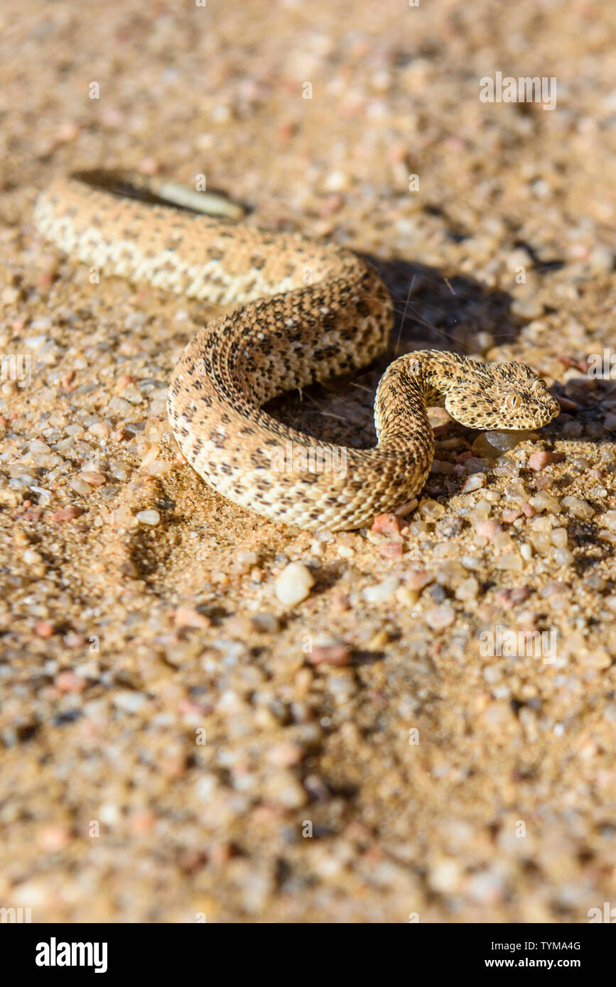 Sidewinder snake sur une dune de sable dans le désert du Namib, Namibie Banque D'Images