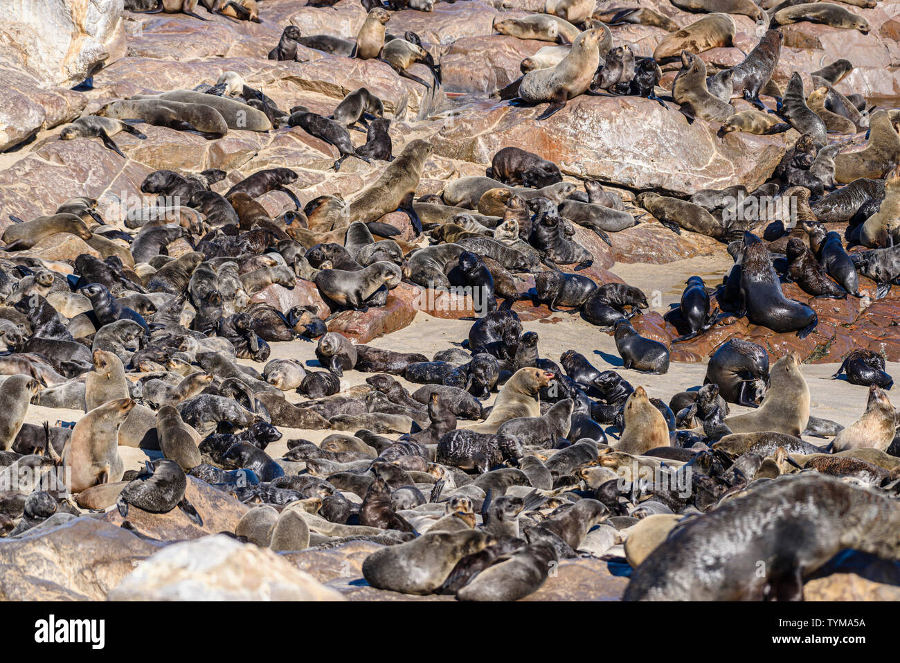 L'une des plus grandes colonies d'Otaries à fourrure du Cap dans le monde, Cape Cross, Skeleton Coast, Namibie Banque D'Images