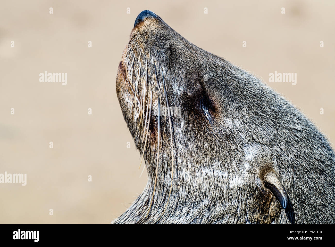 Cute seal à l'une des plus grandes colonies d'Otaries à fourrure du Cap dans le monde, Cape Cross, Skeleton Coast, Namibie Banque D'Images