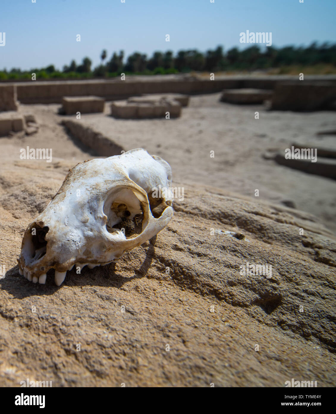 Crâne d'un prédateur sur un rocher dans le désert, au Soudan Banque D'Images