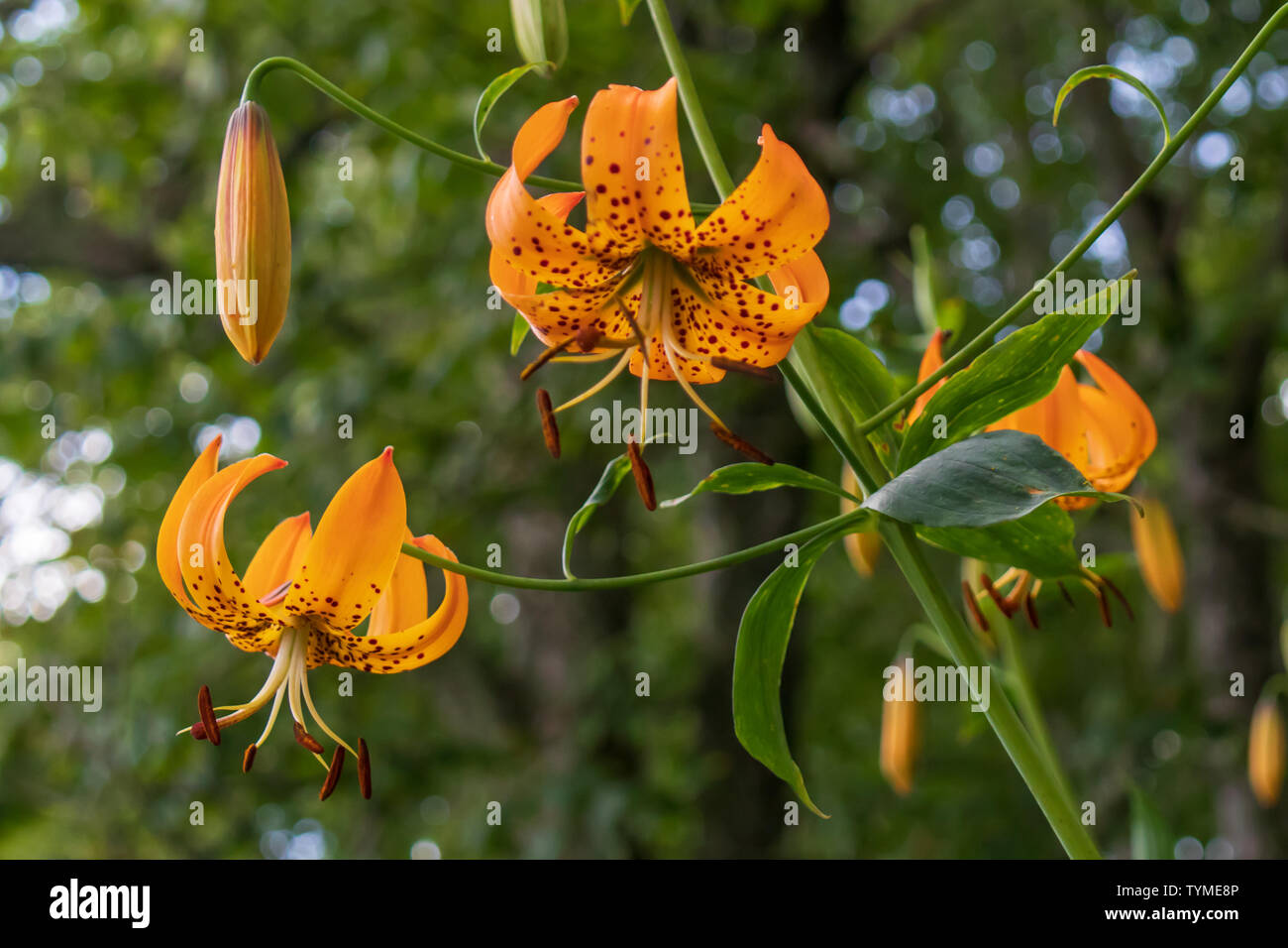 Turk's Cap Lily close-up Banque D'Images