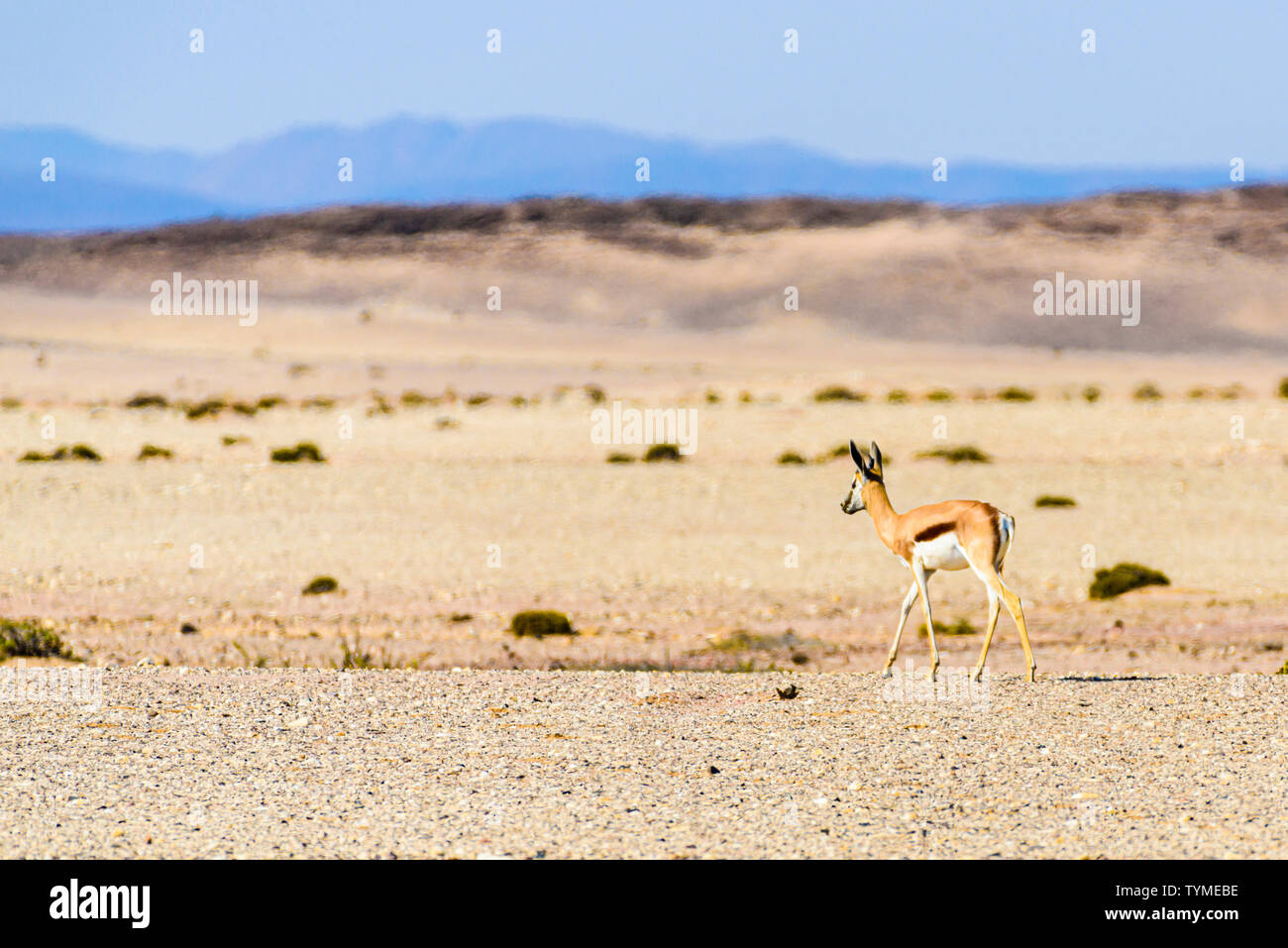 Springbok dans la savane africaine à travers la brume sèche sévère shimmer, la Namibie. Banque D'Images