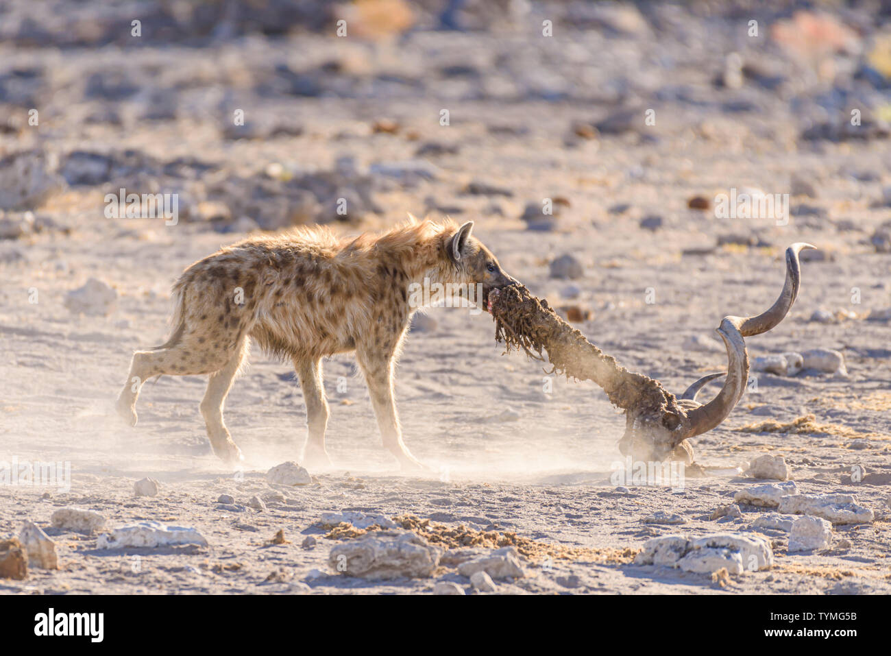 Une hyène tachetée fait glisser la colonne vertébrale et du crâne d'un grand koudou mâle après un matin tôt tuer. Parc National d'Etosha, Namibie Banque D'Images