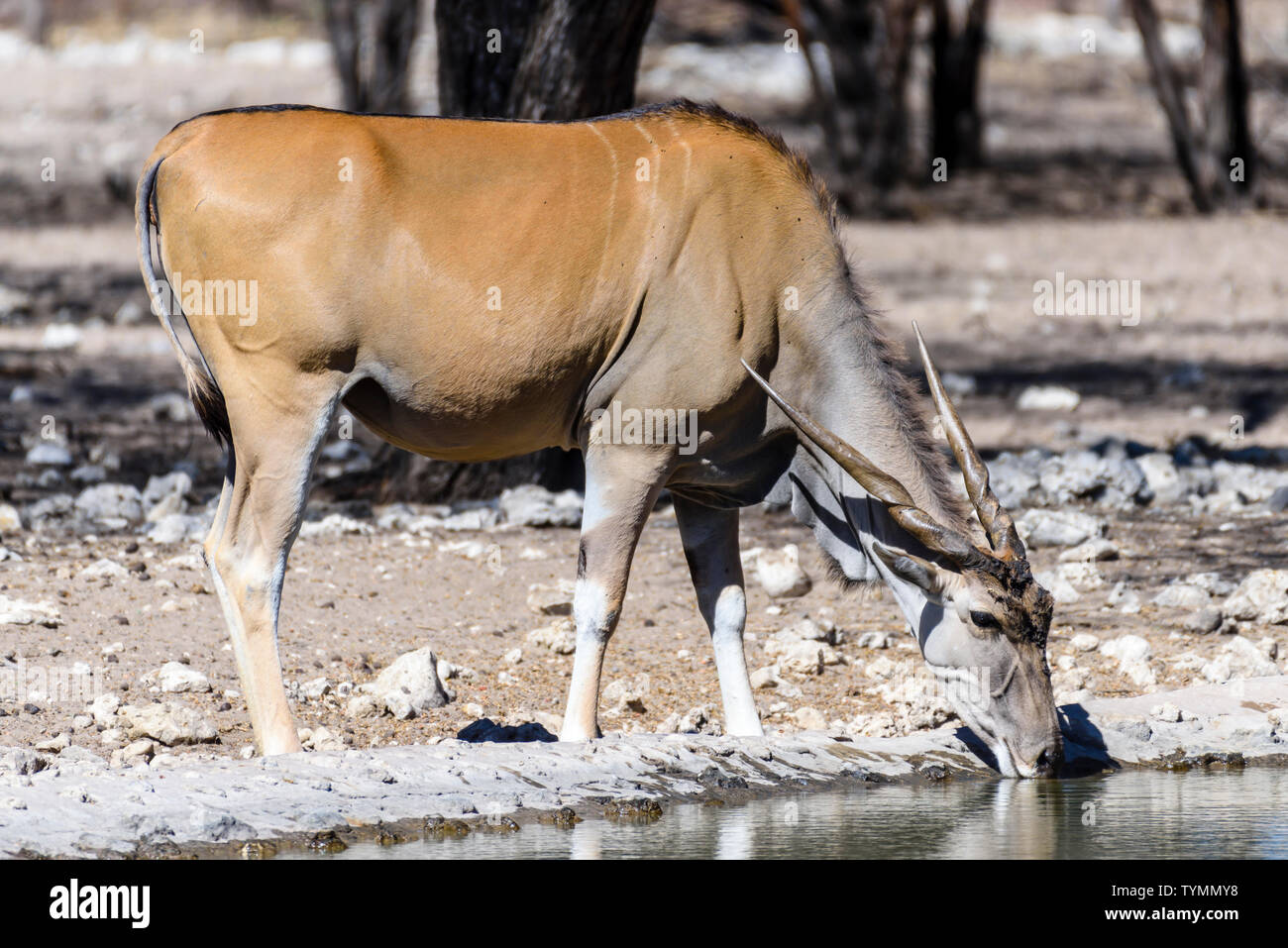 Le Kudu à un trou d'eau artificiel dans une forêt de Namibie, Namibie. Banque D'Images