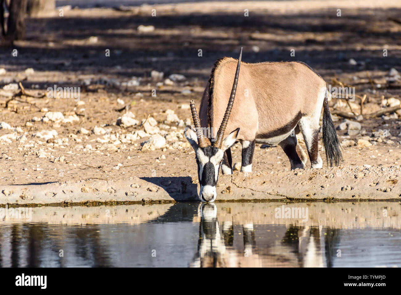 Gemsbok, oryx, une grande antilope et le symbole national de la Namibie, chassaient principalement pour leurs cornes spectaculaires. Banque D'Images