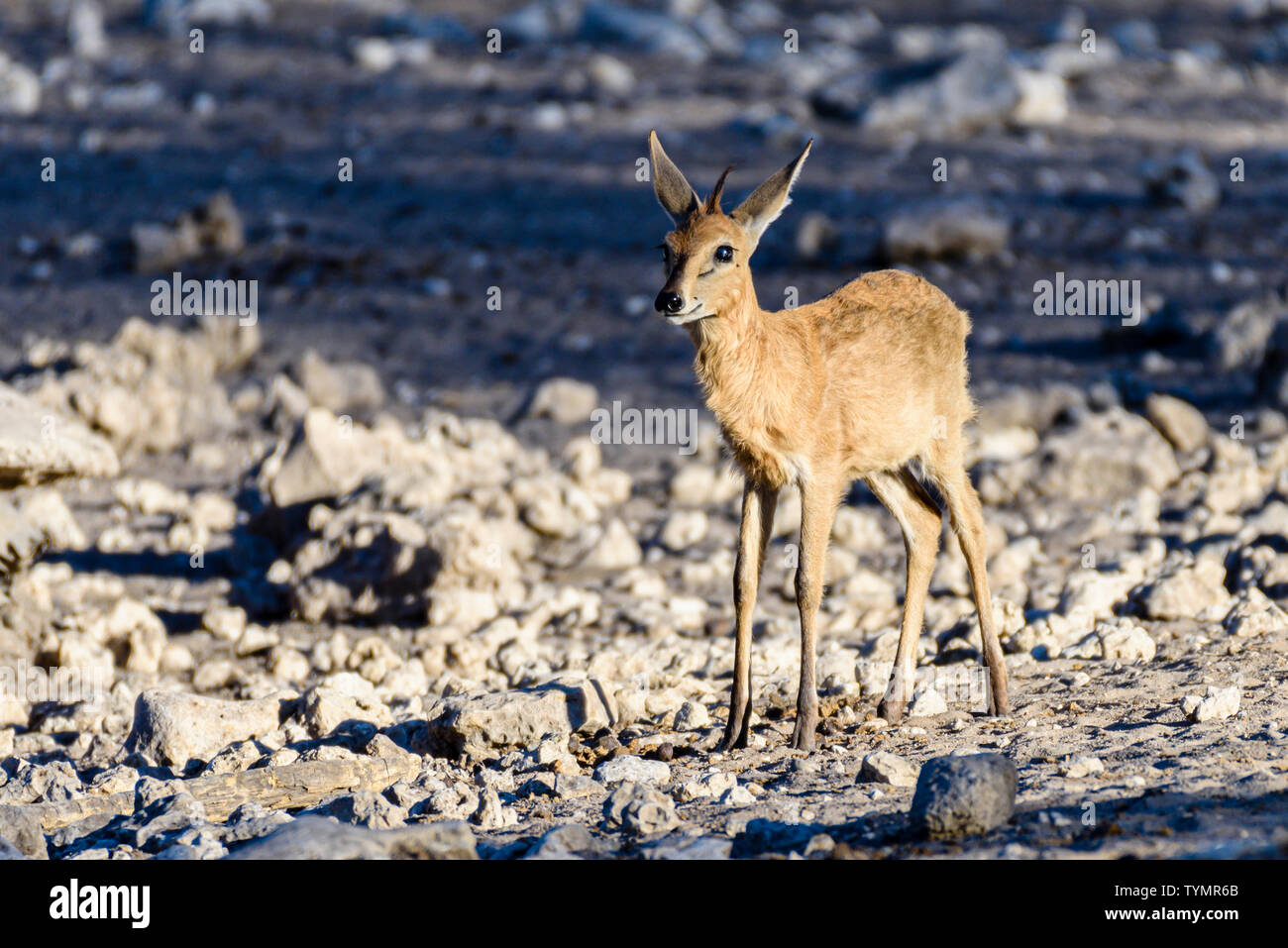 Le céphalophe commun en Namibie, l'un des plus petits, l'antilope africaine debout que 50cm de haut. Banque D'Images