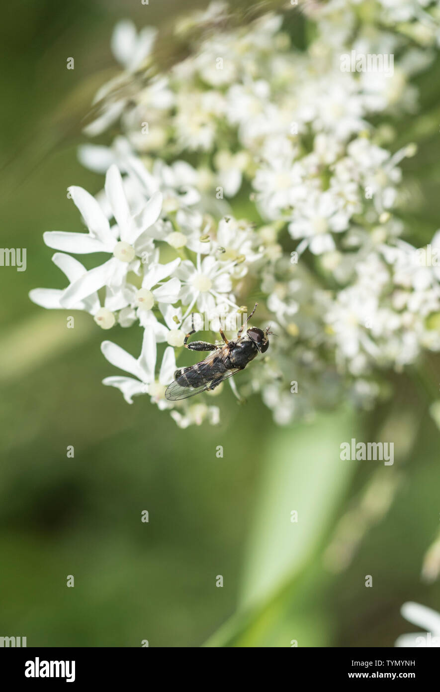 Le Syrrita hoverfly pipiens montrant clairement qu'il épais de diagnostic sur le fémur postérieur Banque D'Images