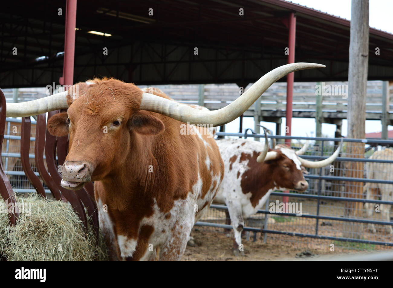 Big Texas Longhorn steer, vache, bœuf à la plume avec sur le visage de mâcher de la paille. Banque D'Images