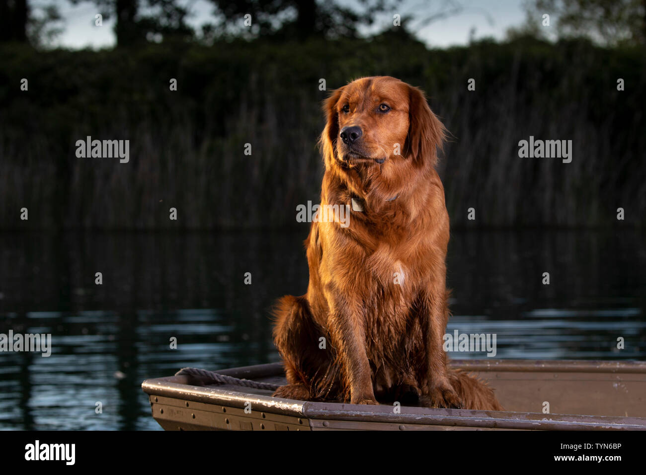 Un chien golden retriever assis sur la proue d'un petit bateau dans la soirée. Banque D'Images