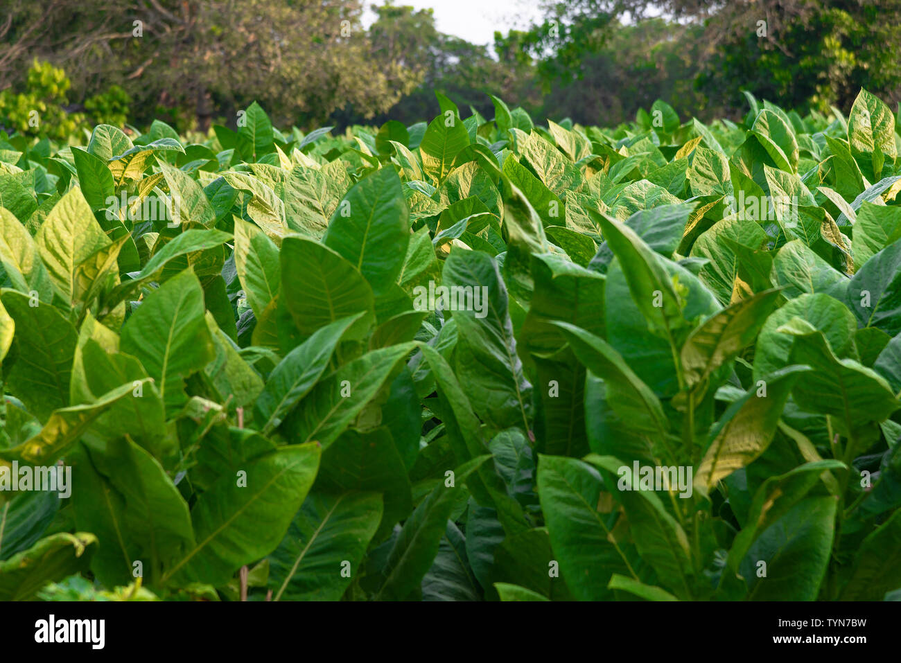 Domaine de la croissance des plants de tabac dans la campagne entourant le village rural de San Juan y Martinez, province de Pinar del Rio, Cuba Banque D'Images