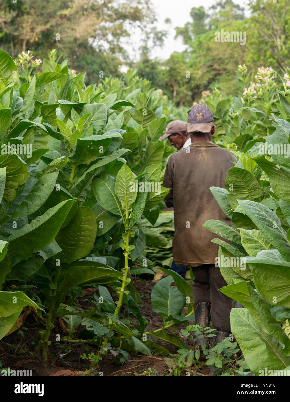 Deux travailleurs agricoles à la cueillette de feuilles de tabac village rural de San Juan y Martinez, province de Pinar del Rio, Cuba, Caraïbes Banque D'Images