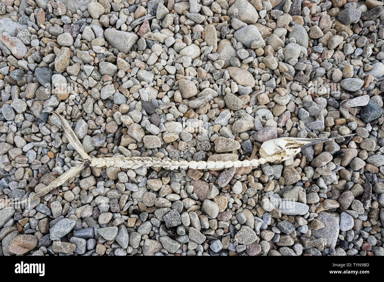 Morts et blanchie soleil squelette d'un poisson est lavé à terre Banque D'Images