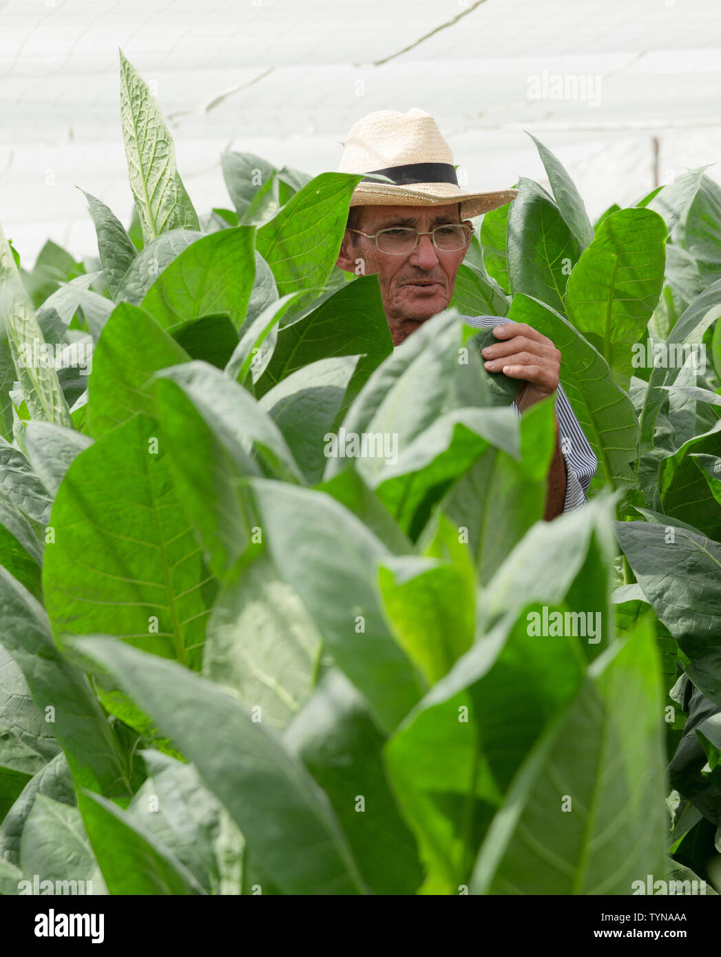 Agriculteur inspecte ses feuilles de tabac (Nicotiana tabacum) croissant sous couvert (Corojo)près du village de San Juan y Martinez,province de Pinar del Rio, Cuba Banque D'Images