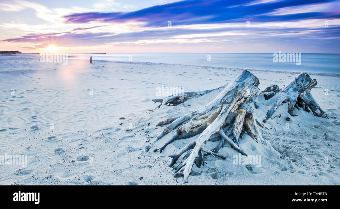 Driftwood sur une plage de la mer Baltique, Ustka, Pologne Banque D'Images