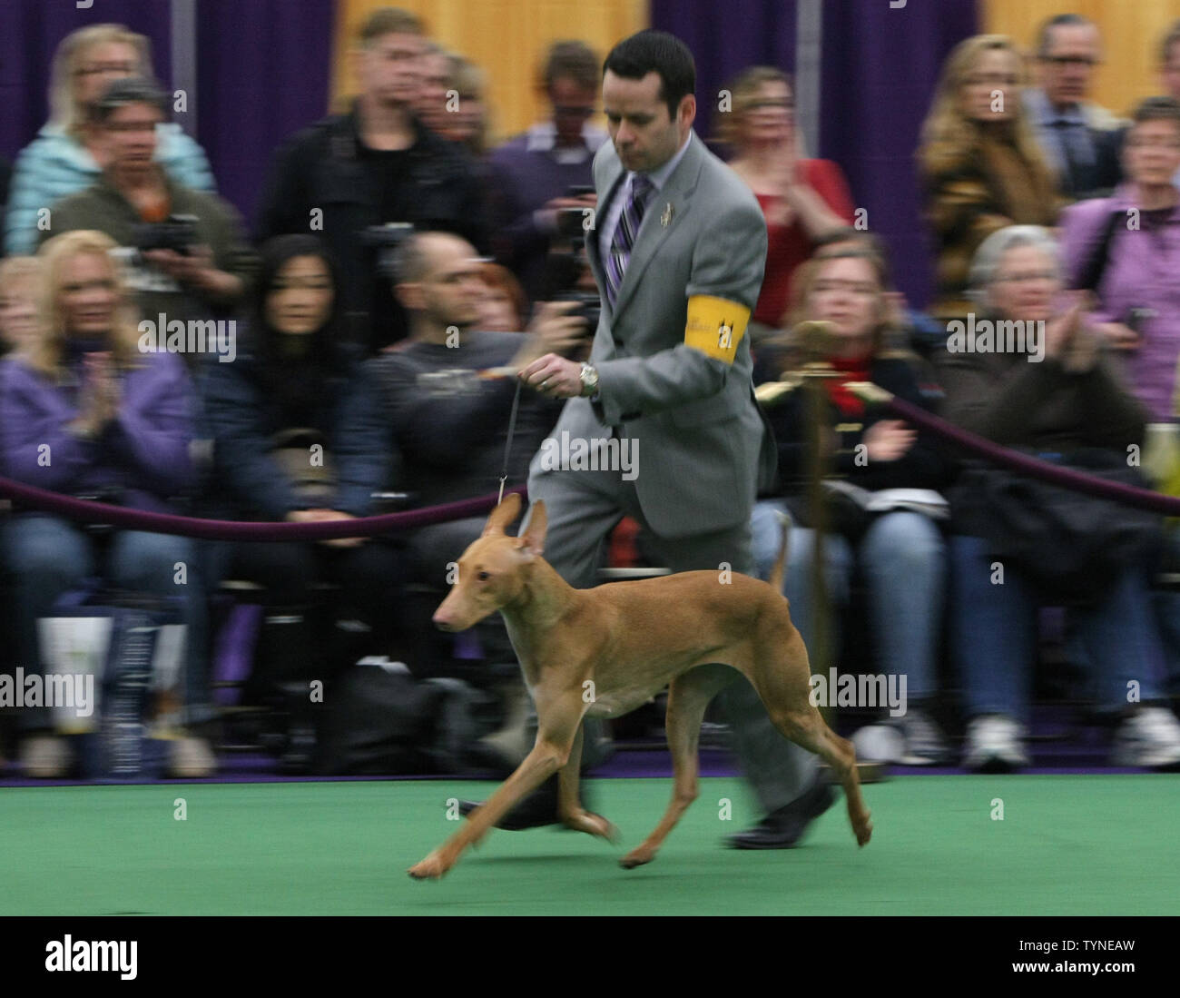 Un Pharaon Hound fait concurrence au cours de la 137e assemblée annuelle Westminster Kennel Club dog show tenu à Piers 92/94 le 11 février 2013 à New York. Certains des segments de jugement et le terrassement région ont été passer à la rénovation tandis que piers continuent au Madison Square Garden. UPI /Monika Graff Banque D'Images