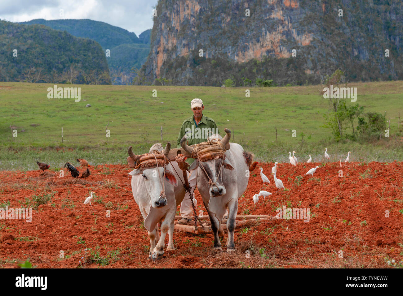 Agriculteur avec une charrue en bois à boeufs travaillant dans les champs verdoyants de la Vallée de Vinales, Viñales, Pinar del Rio Province,Cuba, Caraïbes Banque D'Images
