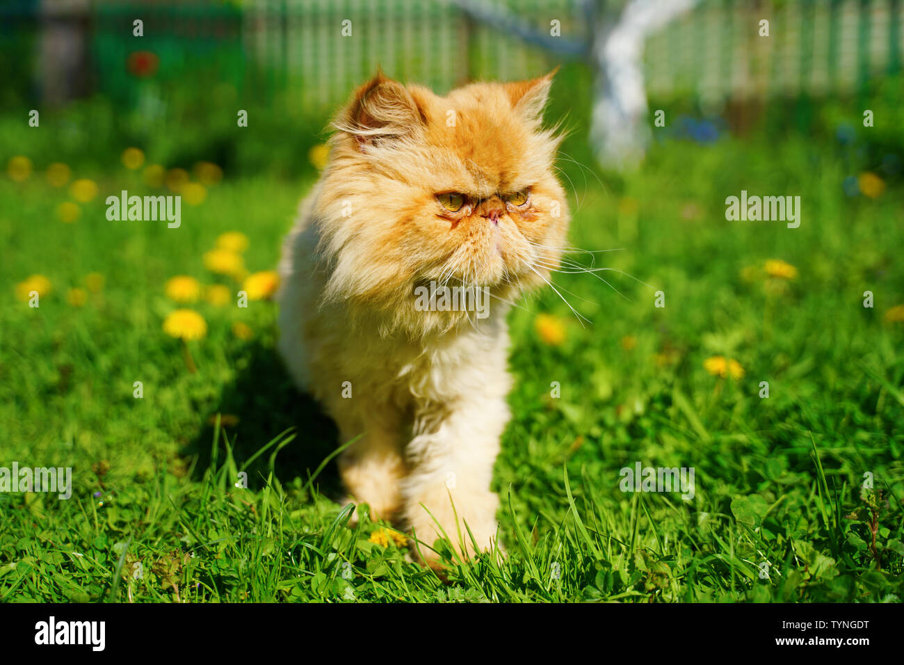 Chat persan rouge dans l'herbe verte. Banque D'Images