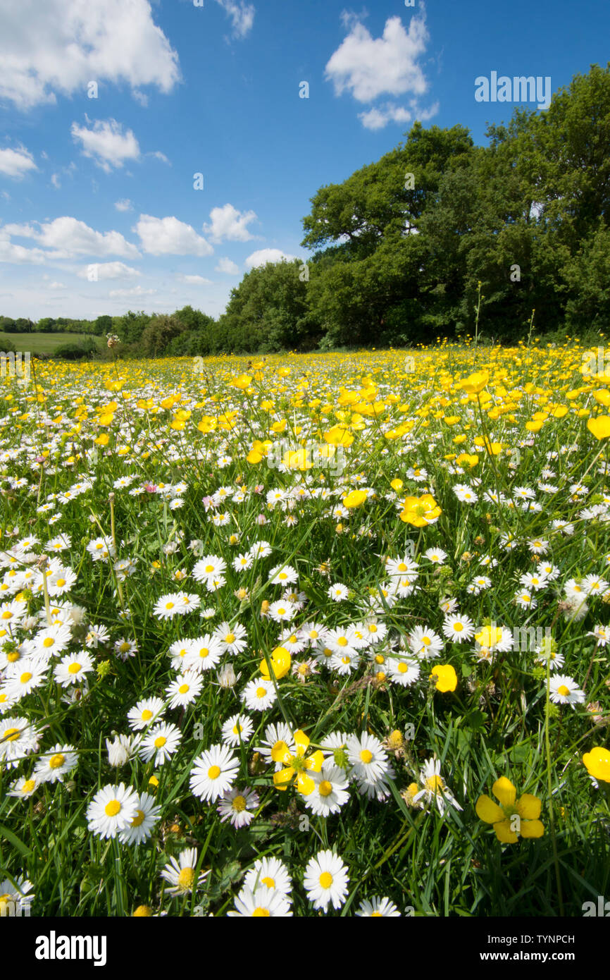 Wild Flower meadow, champ de fleurs sauvages, renflée Buttercup, Ranunculus bulbosus, et Daisy, Bellis perennis, Essex, UK, Mai Banque D'Images