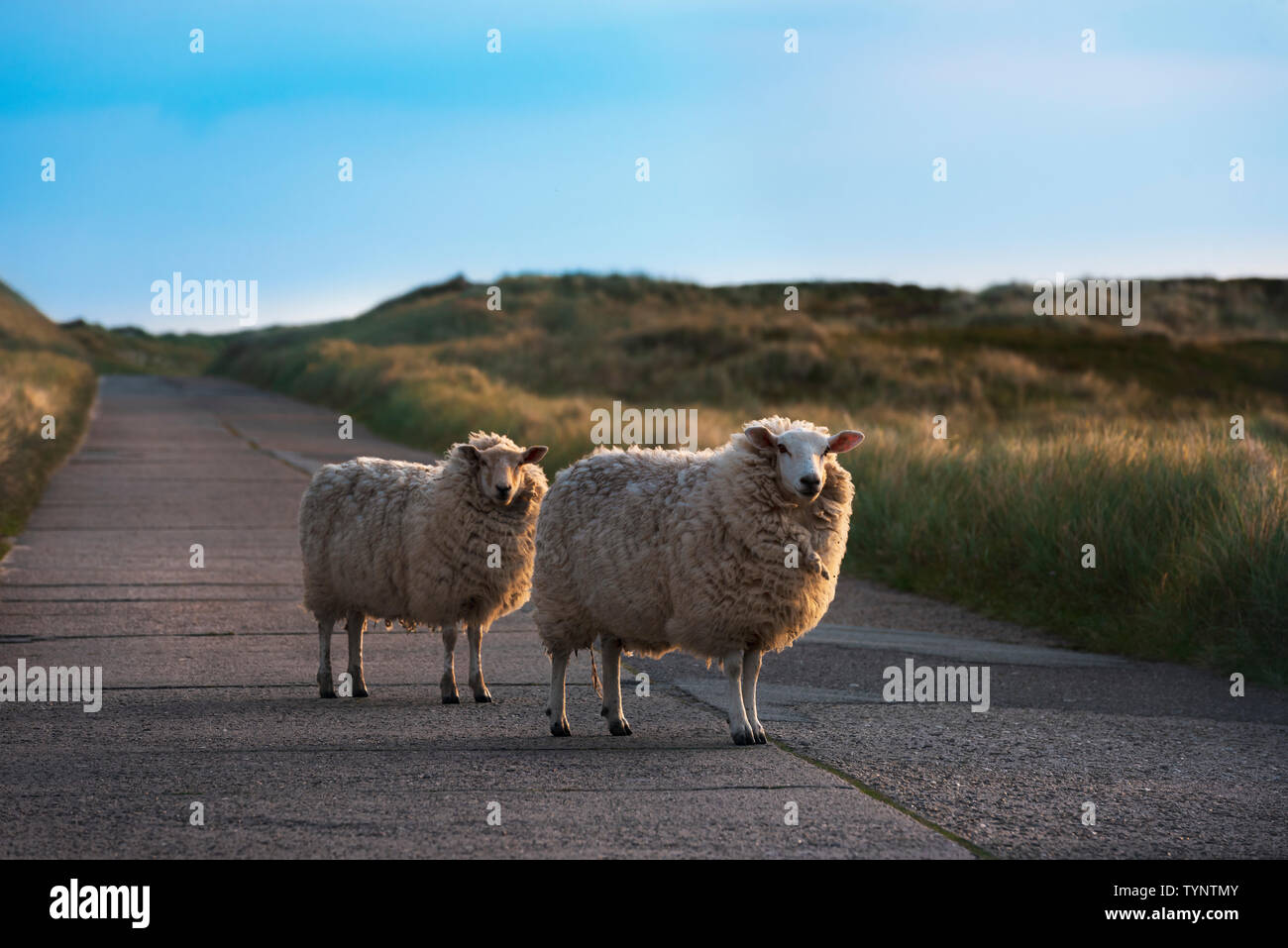 Deux curieux moutons regardant la caméra au milieu d'une rue vide, sur l'île de Sylt, en Allemagne, dans la lumière du matin d'or. Banque D'Images