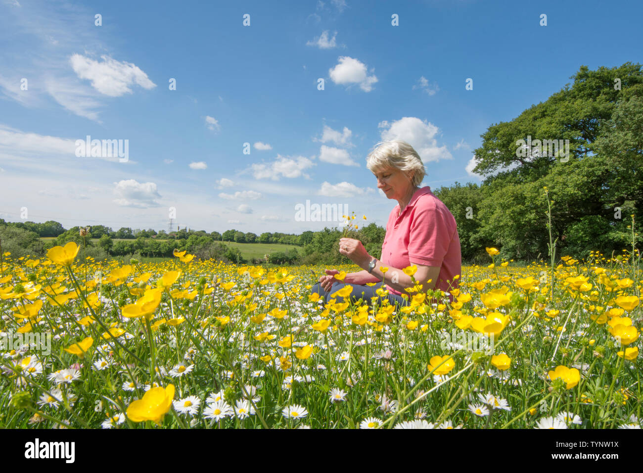 Femme assise dans un pré de fleurs sauvages à bulbe, Buttercup, Ranunculus bulbosus, et Daisy, Bellis perennis, Essex, UK, Mai Banque D'Images