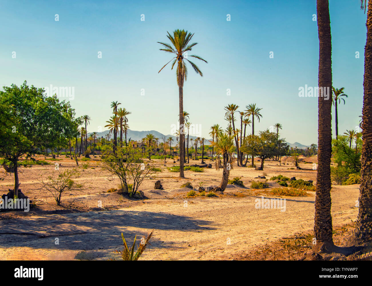 Palmiers debout dans un désert dans une palmeraie, Marrakech. C'est la nature historique du Maroc, l'Afrique. Il est bleu ciel est en arrière-plan. Banque D'Images