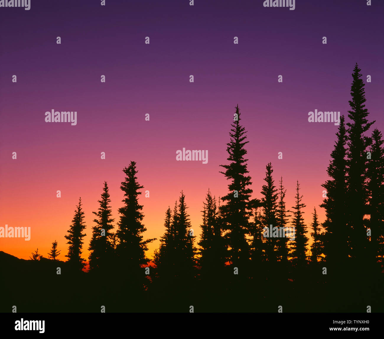 USA, Washington, Olympic National Park, Coucher de aftergow et silhouettes de conifères ; voir à l'ouest de Blue Mountain, Banque D'Images