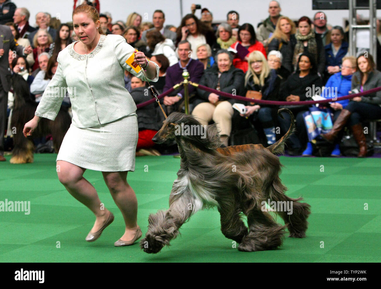 Un gestionnaire est exécuté avec son lévrier afghan au cours de jugement à la 138e assemblée annuelle Westminster Kennel Club dog show tenu à Piers 92/94 le 10 février 2014 à New York. Près de 200 races de chiens sont jugés au cours de l'événement de deux jours qui mène aux meilleurs de montrer la concurrence. UPI /Monika Graff Banque D'Images