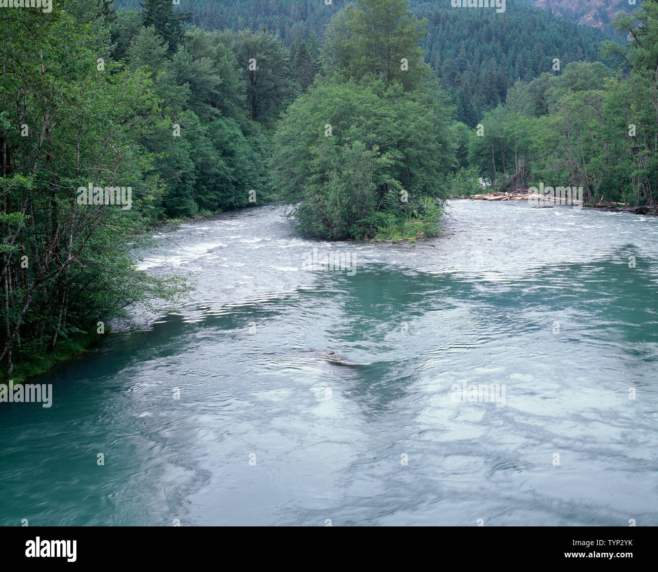 USA, Washington, Olympic National Park, Elwah River est gonflé de ruissellement au printemps alors que l'aulne rouge et l'érable bordent le fleuve. Banque D'Images