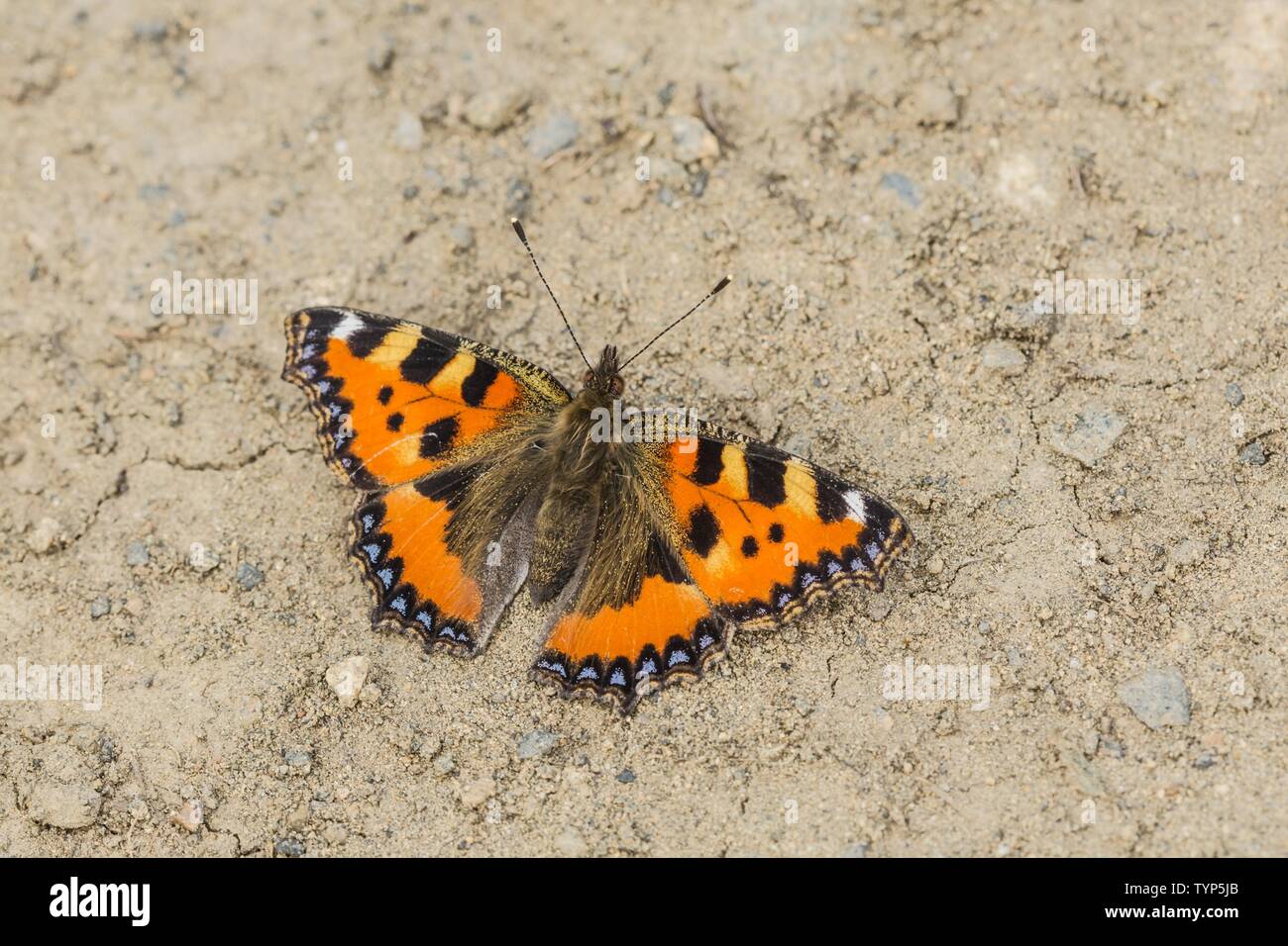 La petite écaille de papillon, un papillon coloré orange rougeâtre avec des taches bleu et noir, assis sur un sol sec par beau jour d'été. Banque D'Images