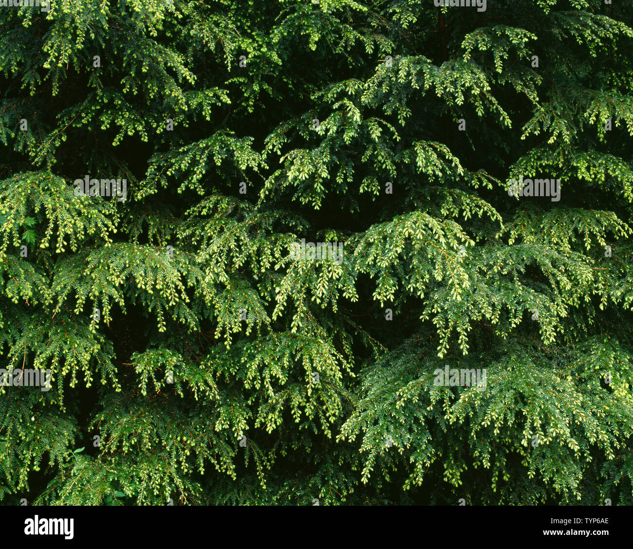 USA, Washington, Olympic National Park, la croissance ressort de la pruche de l'Ouest (Tsuga heterophylla) dans le Sol Duc Valley. Banque D'Images