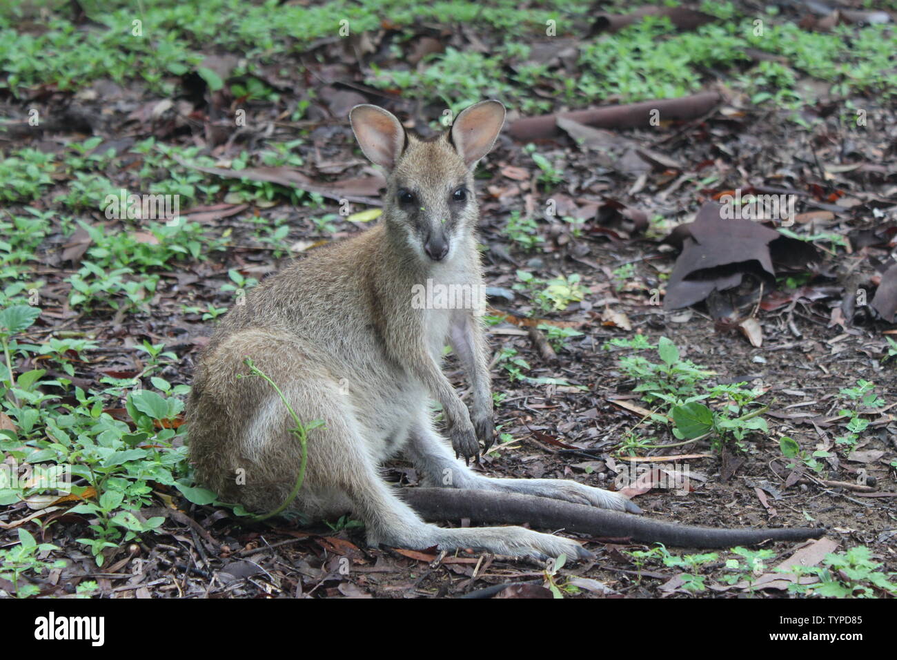 Kangoroo en Australie Banque D'Images
