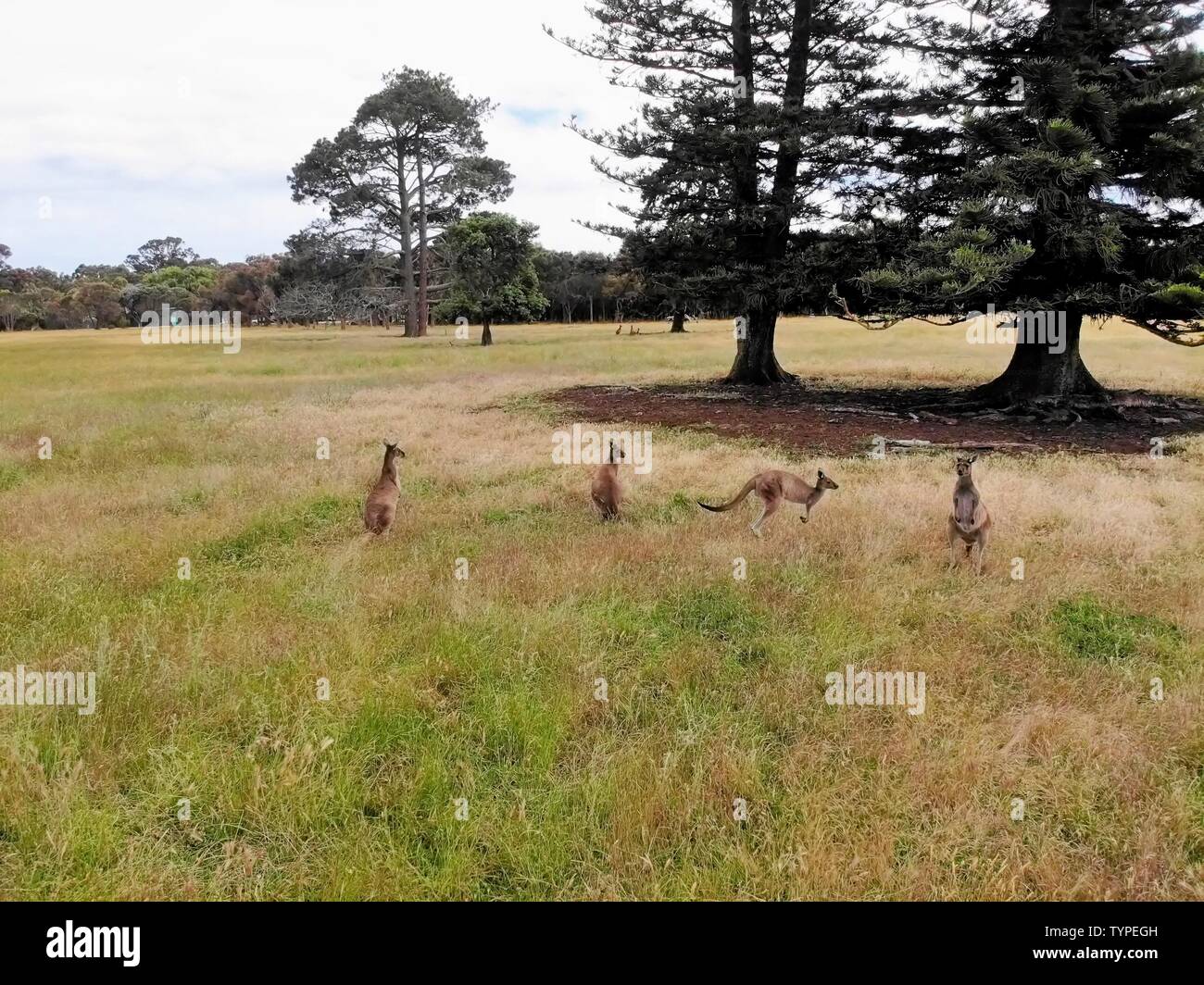 Kangoroos dans l'ouest de l'Australie Banque D'Images