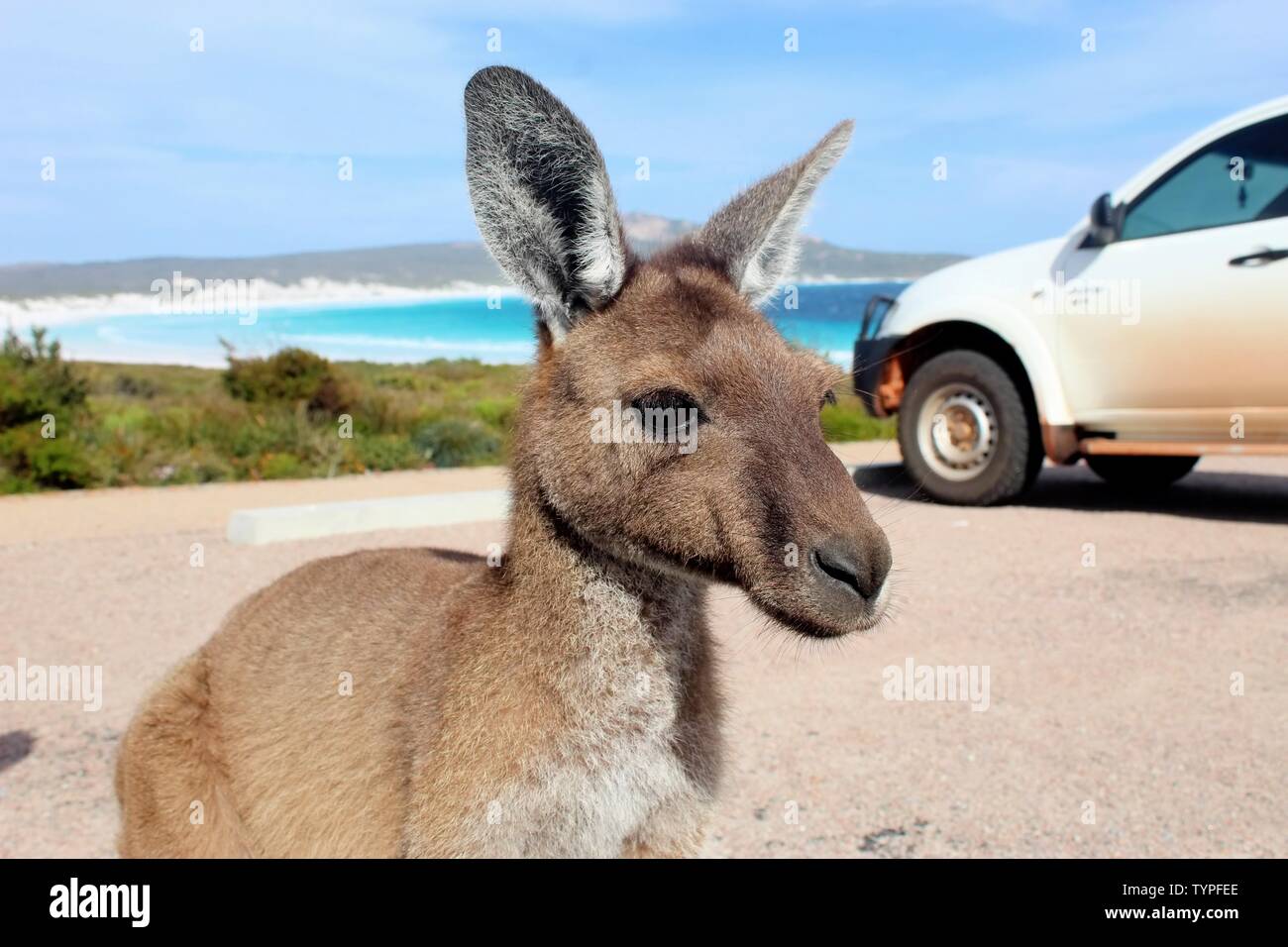 Kangoroo en Australie Banque D'Images