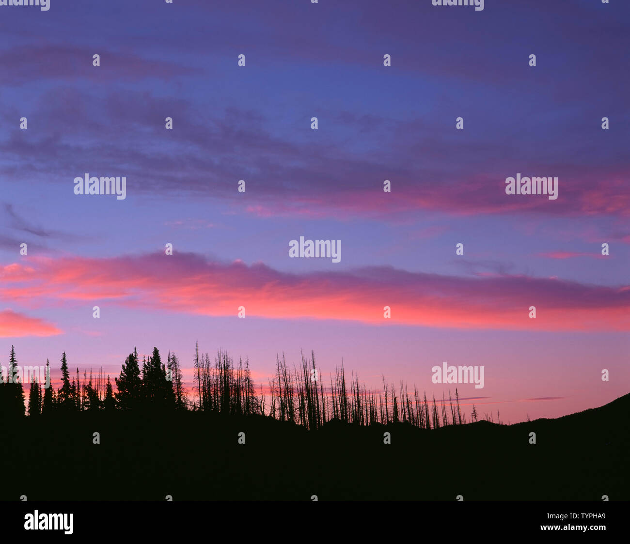 USA, Washington, Olympic National Park, le lever du soleil sur les conifères et de chicots, de Deer Park. Banque D'Images