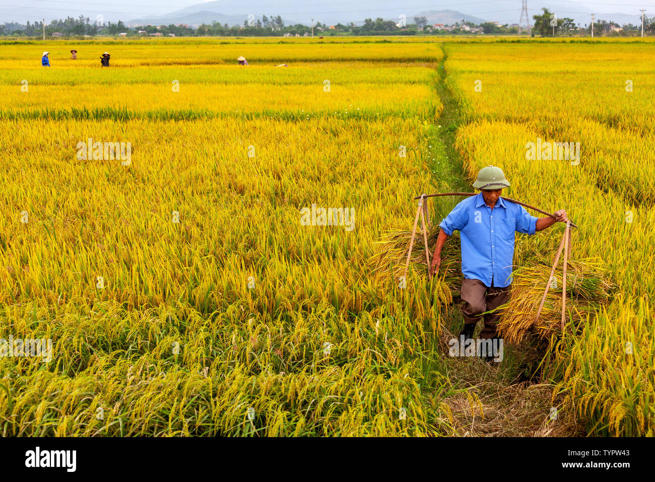 Homme portant des plants de riz Banque de photographies et d’images à ...