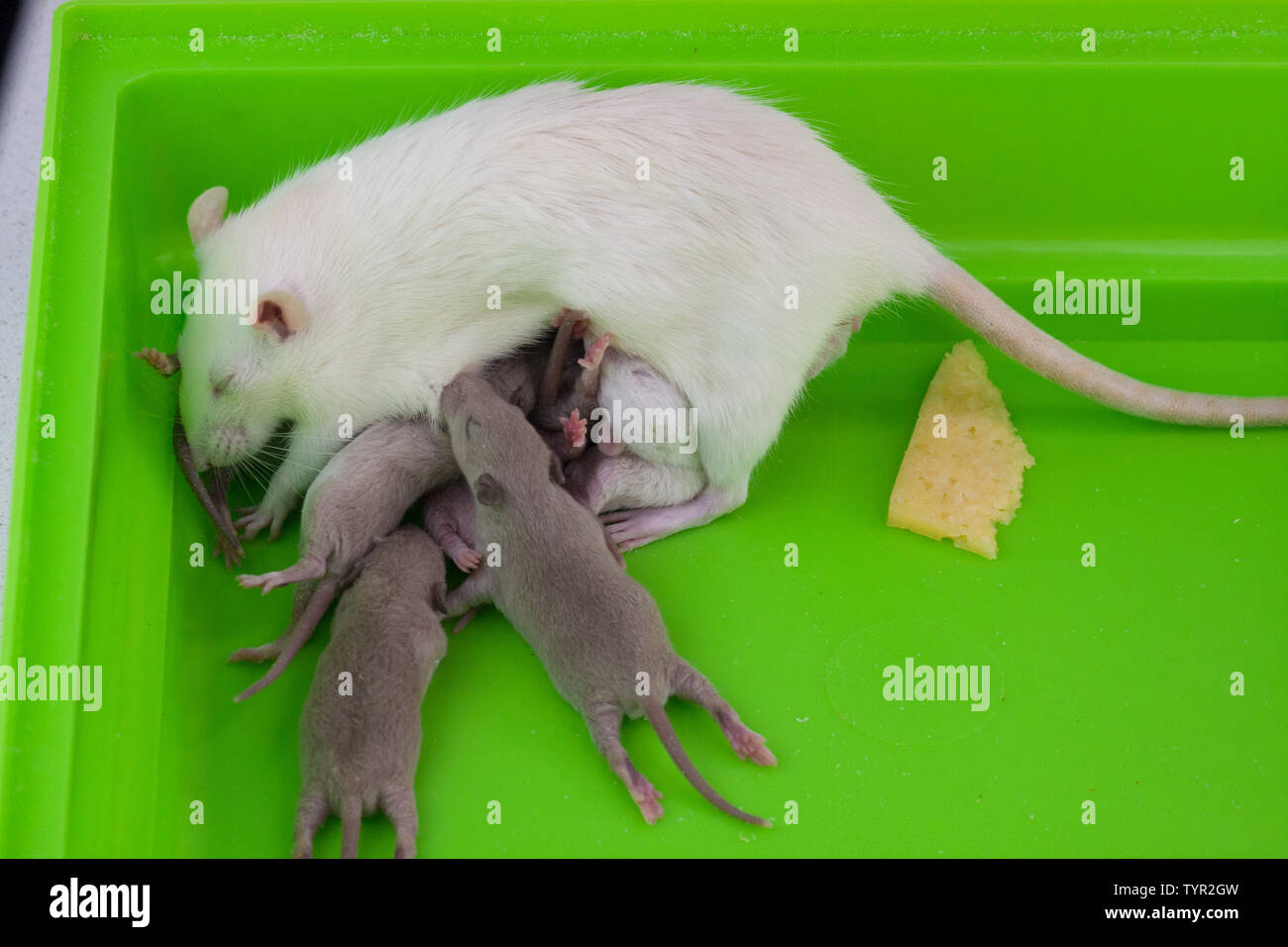 Можно давать крысам молоко. Крысы домашние декоративные. Можно давать крысам молоко. Молоко с мышкой. Какие продукты можно давать крысам таблица.