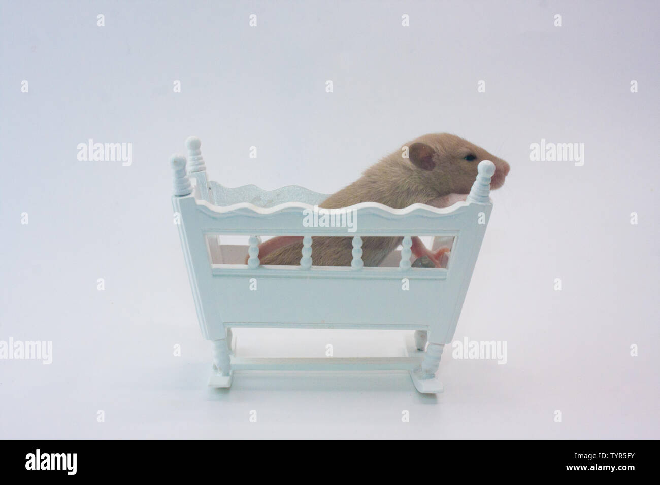 Une petite souris est assis dans un lit bébé. Rongeur mignon close-up Photo  Stock - Alamy
