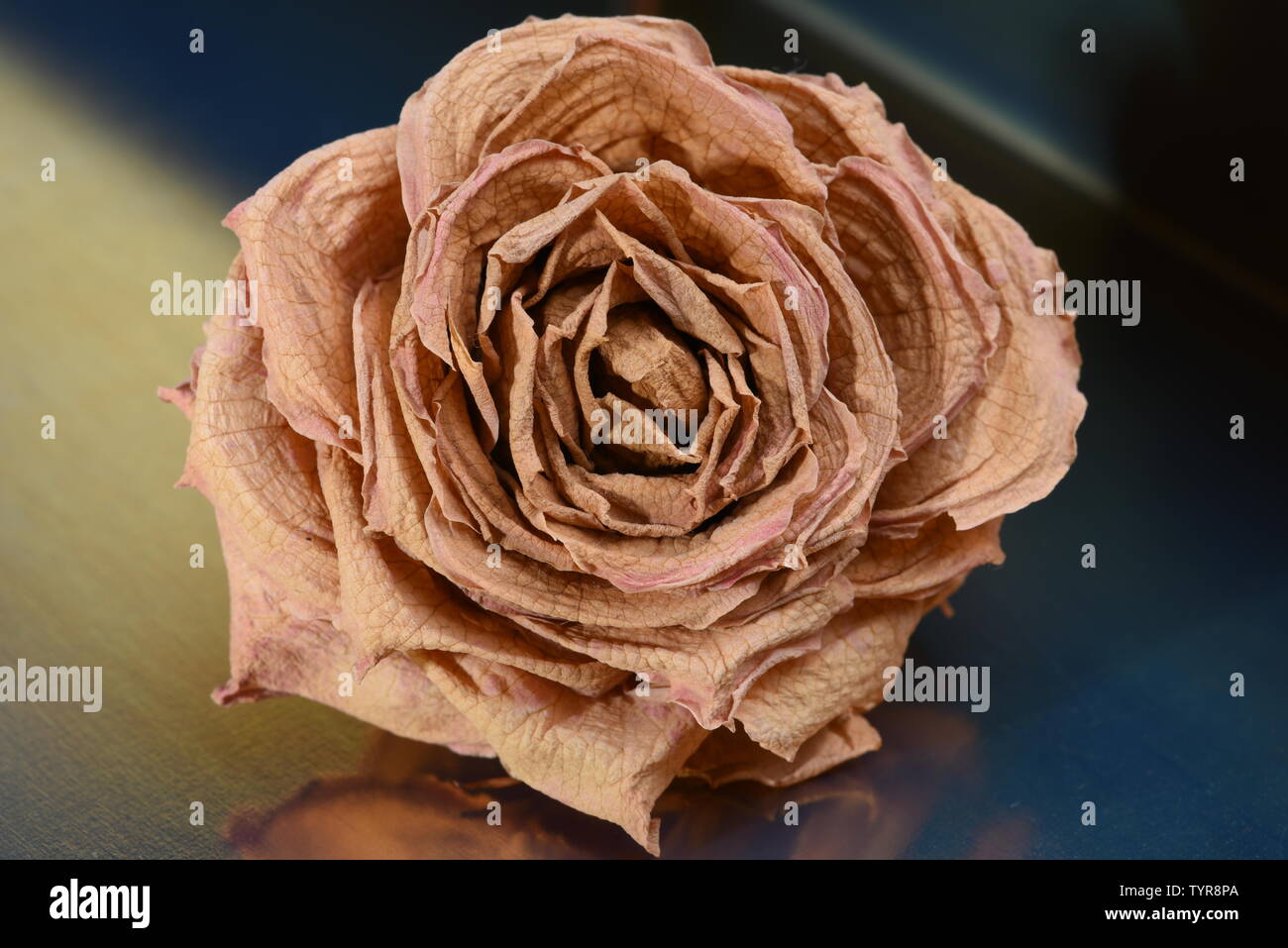 Fleur de rose séchée tête sur fond métallique libre Banque D'Images