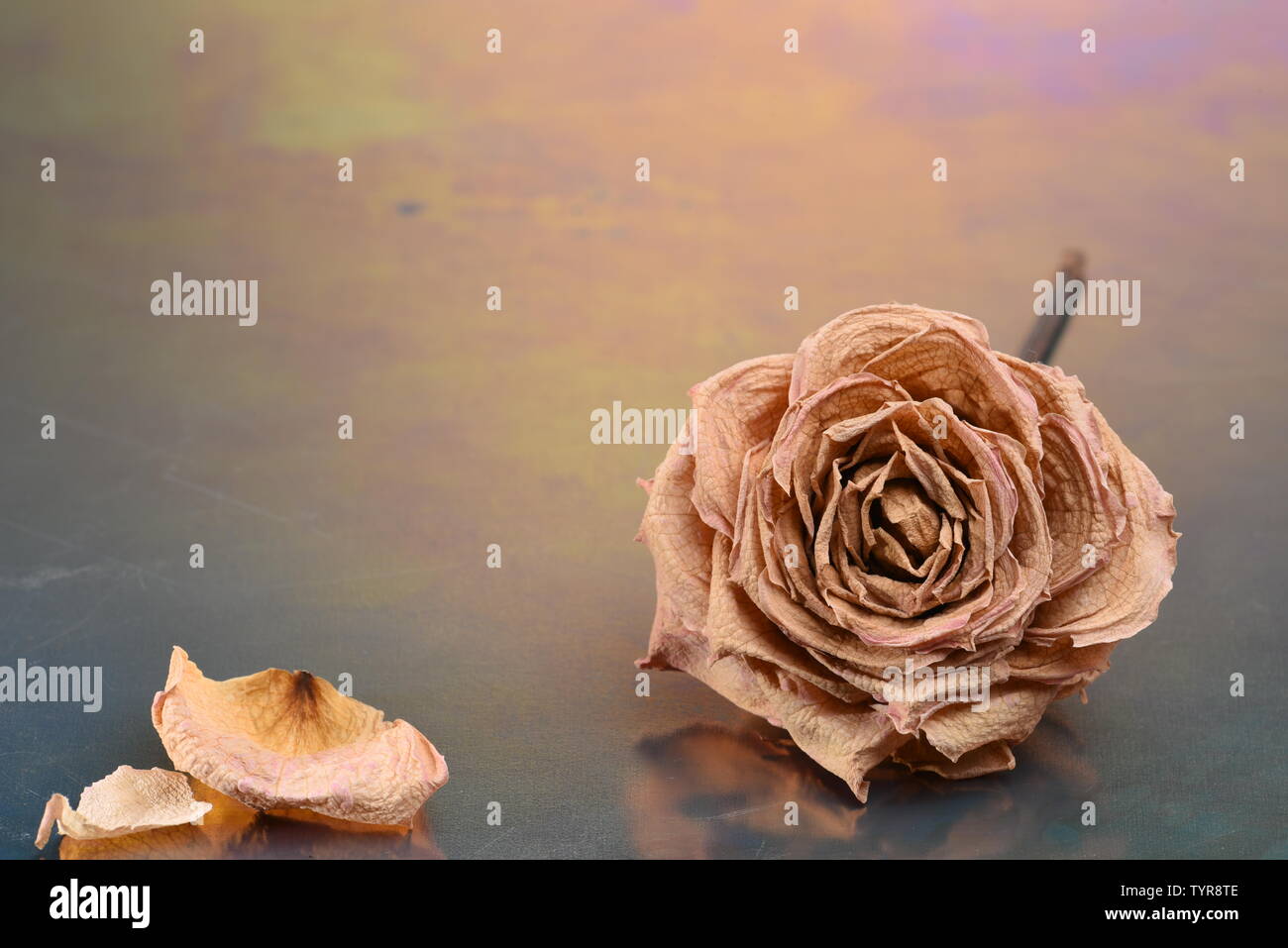 Boutons floraux rose séchées et les pétales sur fond métallique with copy space Banque D'Images