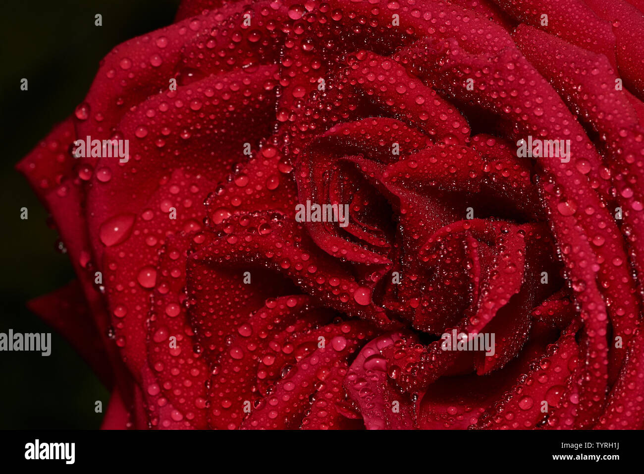 Macro photo couleur de rose rouge avec une goutte d'eau, nom de la rose est Burgund Banque D'Images