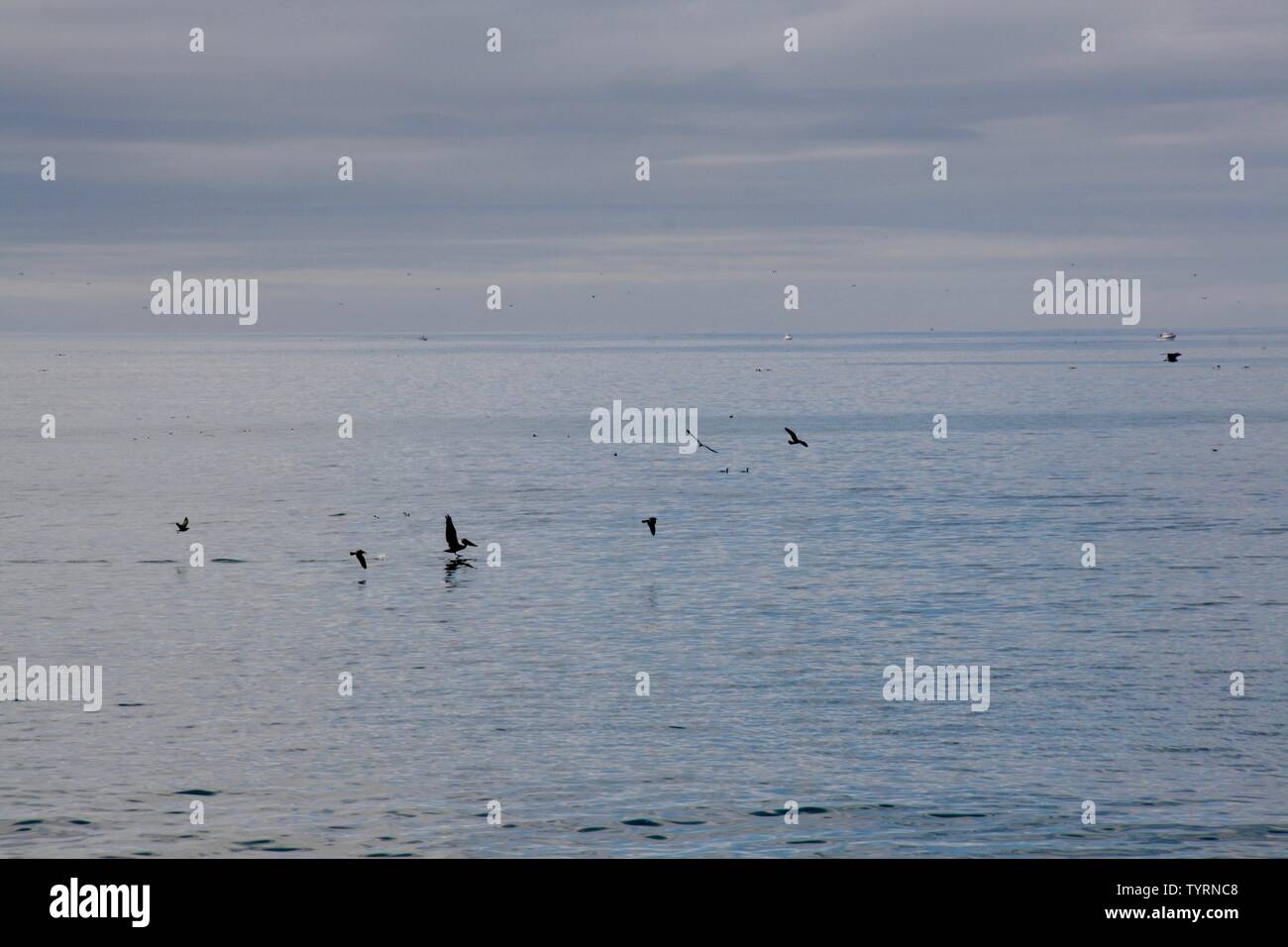 Un pélican voler juste au-dessus de la mer Banque D'Images