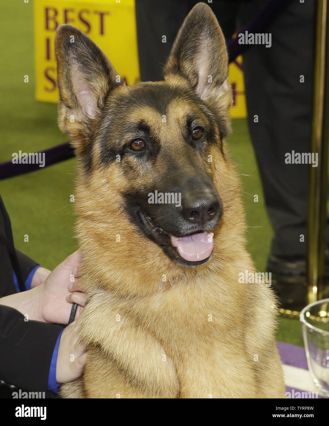 Berger Allemand rumeur se trouve dans le cercle des gagnants après avoir remporté le Best in Show à la 141e assemblée annuelle Westminster Kennel Club Dog Show au Madison Square Garden de New York le 14 février 2017. Trois races dont l'American Terrier sans poils, les Pumi et le Sloughi feront leurs débuts cette année. Le premier spectacle de Westminster a eu lieu le 8 mai 1877, ce qui en fait la deuxième plus longue tenue en permanence l'événement sportif en United States derrière seulement le Derby du Kentucky, qui a lieu pour la première fois en 1875. Photo de John Angelillo/UPI Banque D'Images