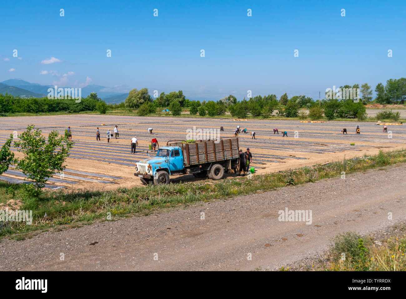 Kartli, Géorgie - 13.06.2019 : les gens sèment de semis sur le terrain. De plus en plus de légumes dans le jardin de la ferme. L'agriculture. La Géorgie. Banque D'Images