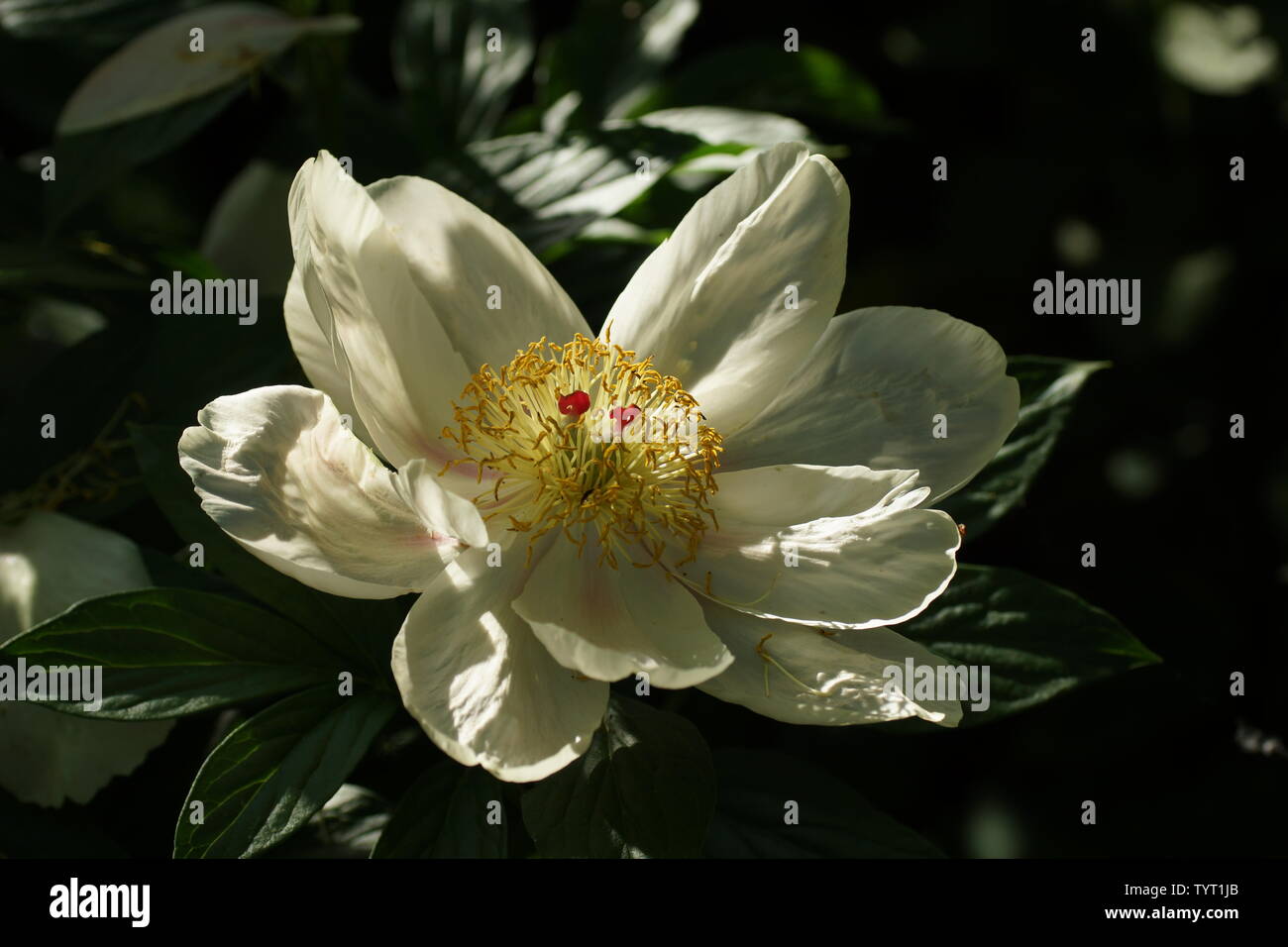 Doux baisers. Abricot Pivoine Fleur de pivoine pêche japonaise. Paeonia  lactiflora pivoine chinoise (ou même jardin pivoine Photo Stock - Alamy