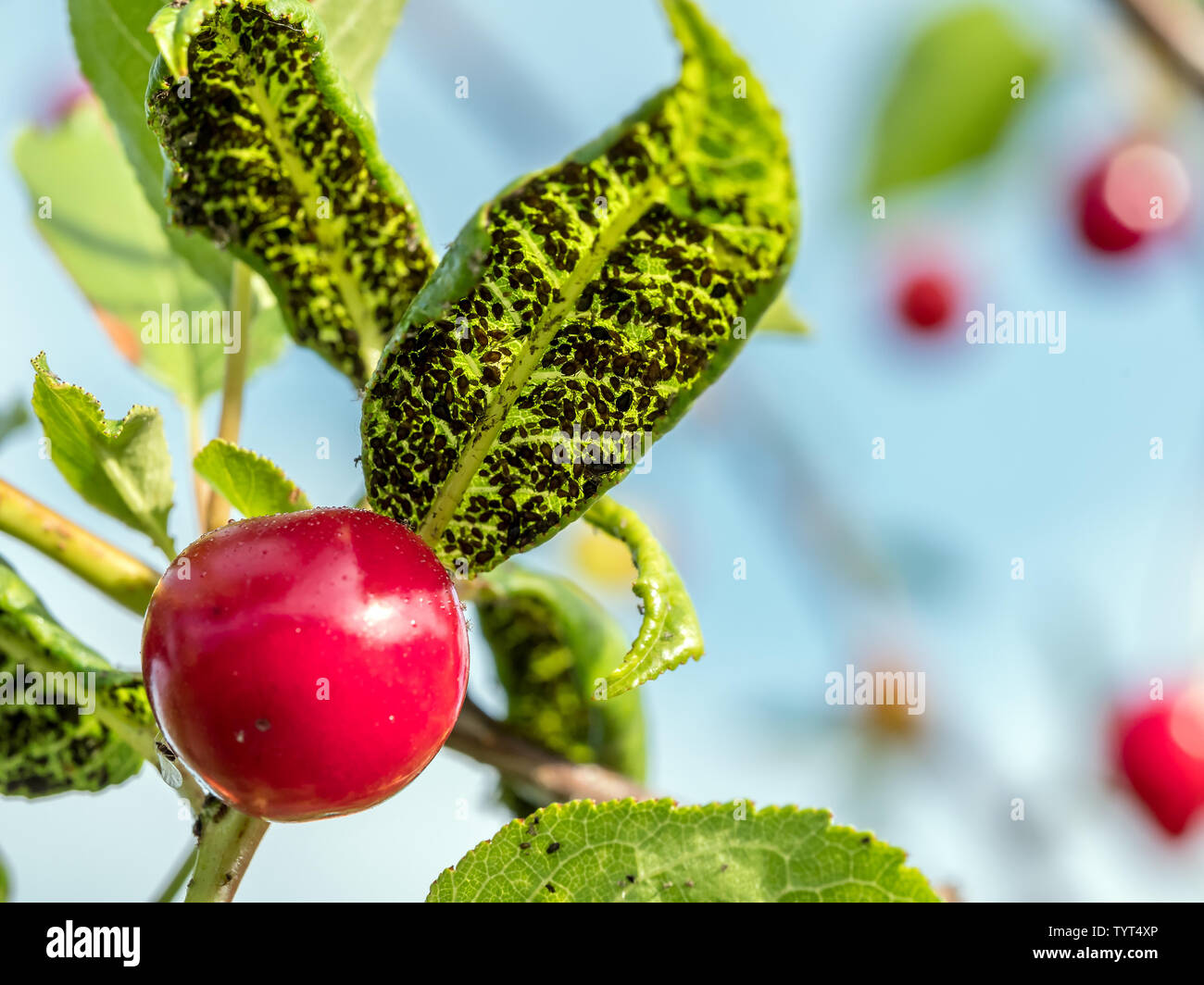 Colonie d'évacuation aphidoidea sur cherry tree leaves Banque D'Images