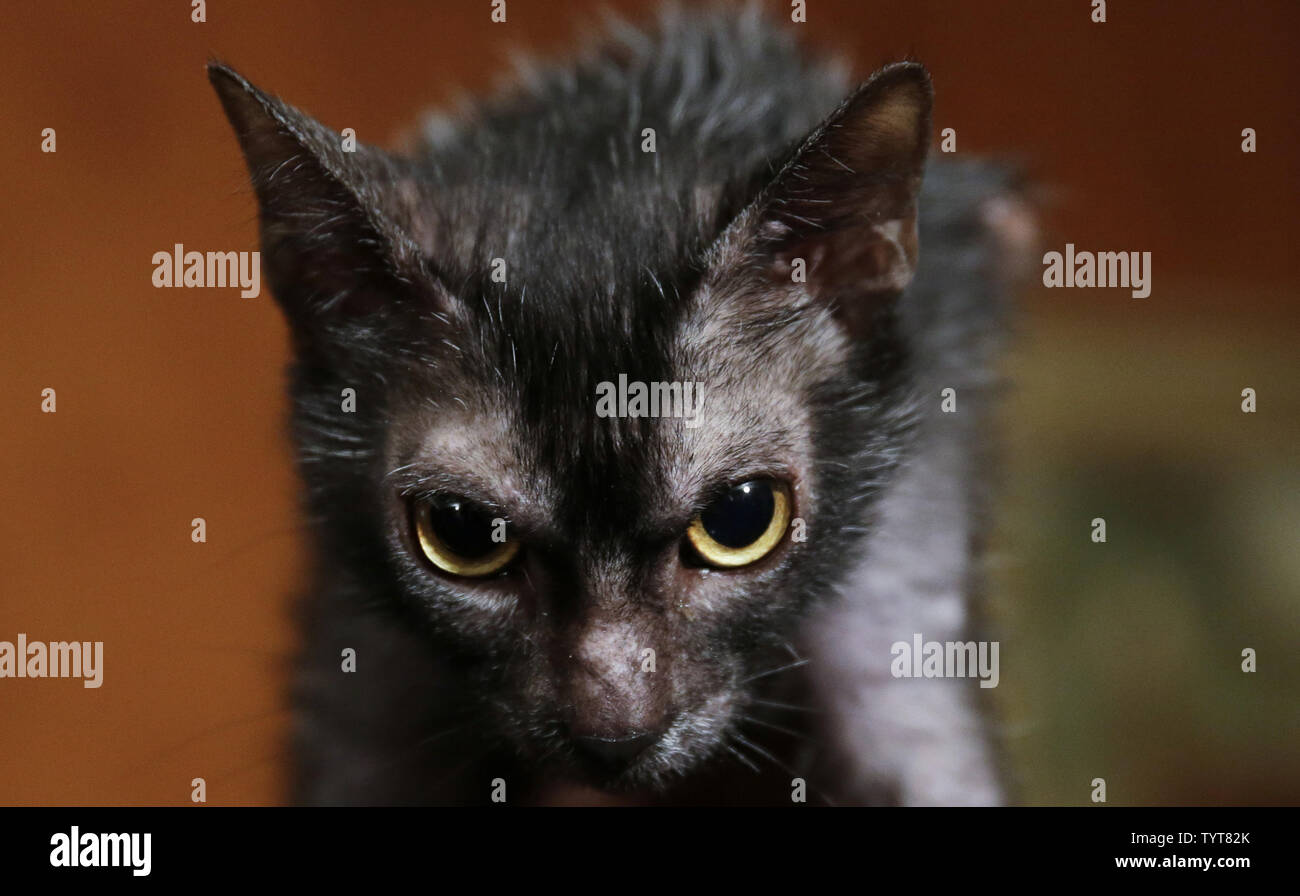 Lykoi Banque D Image Et Photos Alamy